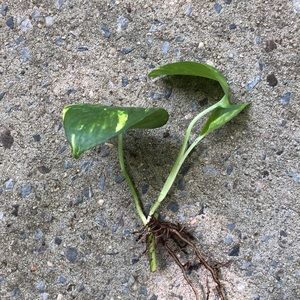 ✨🌱Jade/golden Pothos🌱✨